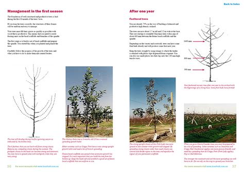 Modified vase or multiple leader system statewide ipm program, agriculture and natural resources, university of california all contents copyright © 2016 the regents of the university of california. Orchard manual to grow apples on Central Leader system