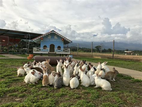 Ranau Rabbit Farm Infosantai