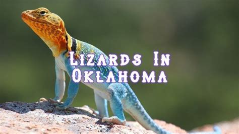 18 Lizards In Oklahoma Pictures And Identification