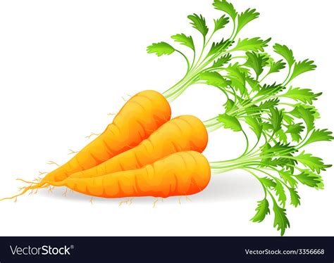 Nutritious Carrots Royalty Free Vector Image Vectorstock