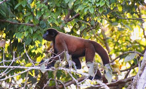 Mamíferos Do Mundo Lagothrix Poeppigii Macaco Barrigudo Vermelho