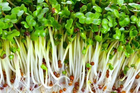 Broccoli Sprouts Compound Improves Social Interaction And Verbal