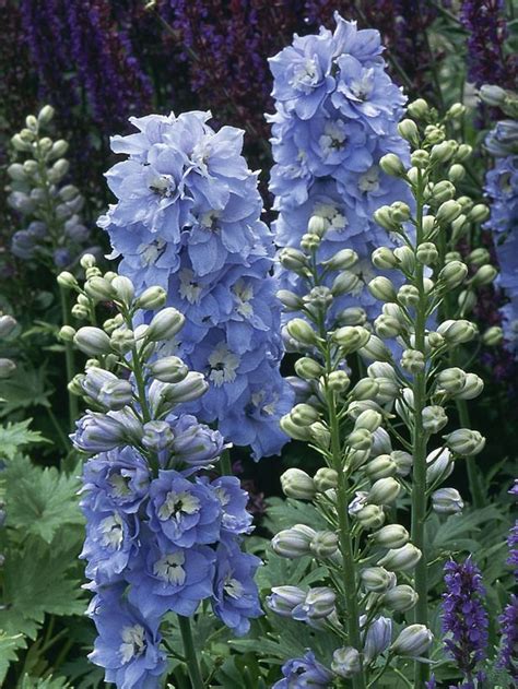 Planting With Perennials Gardens Delphiniums And Sun