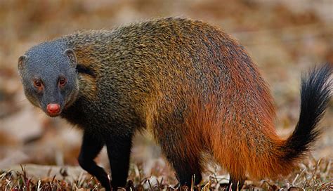 5 Unique Species Of Mongoose Found In India