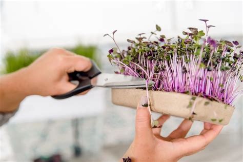 Complete Beginners Guide To Start Growing Microgreens At Home