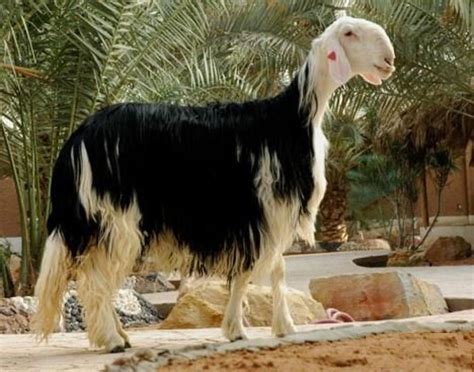 Najdi Or Nejdi Is A Breed Of Domestic Sheep Native To The Najd Region