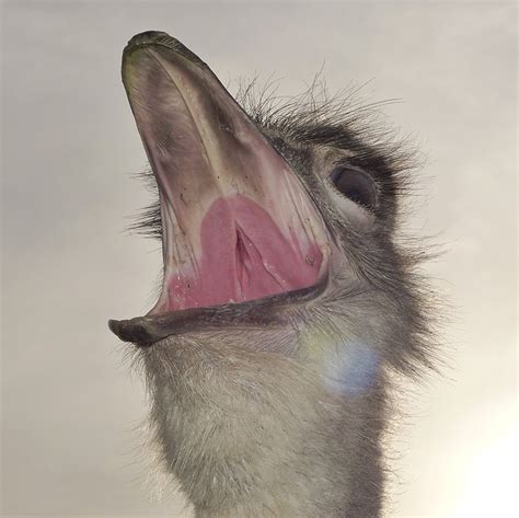 Ostrich With Open Mouth Free Image Download