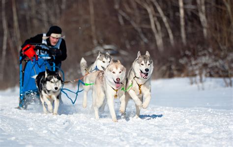 Sled Dogs And The Yukon Quest Video Simply For Dogs