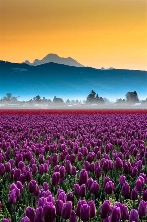 Skagit Valley Tulips And Mt Baker Portrait By Kevin Hartman On 500px