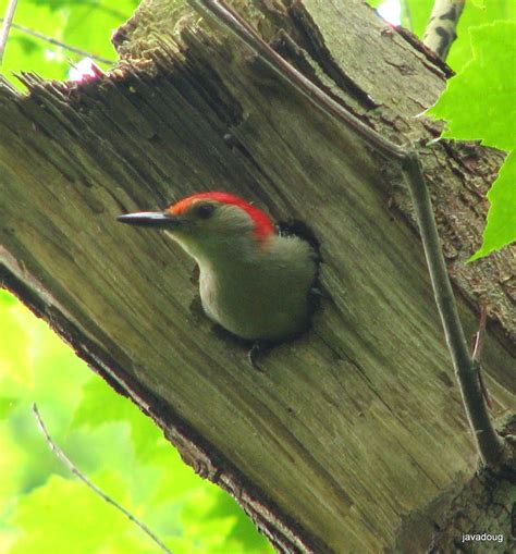 Friends Of Harrison Hills Red Bellied Woodpecker Nest