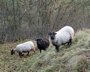 Rare Breed Sheep © Pam Goodey Geograph Britain And Ireland