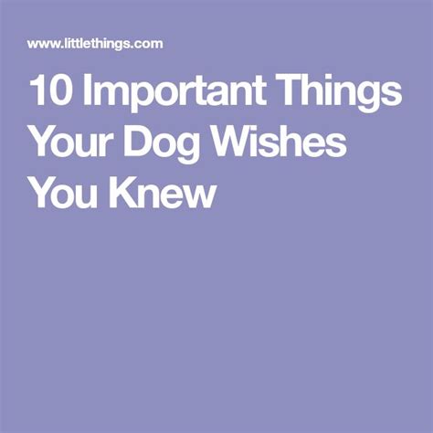 10 Important Things Your Dog Wishes You Knew 10 Things Wish Dogs