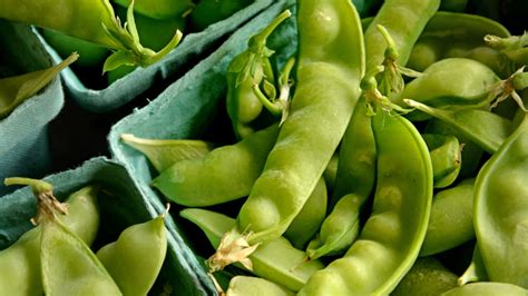 Growing Snow Peas And Sugar Snaps Homegrown Nc State University