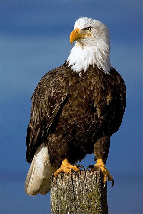 Aguila Calva O Cabeciblanca Símbolo De Los Estados Unidos Bald Eagle