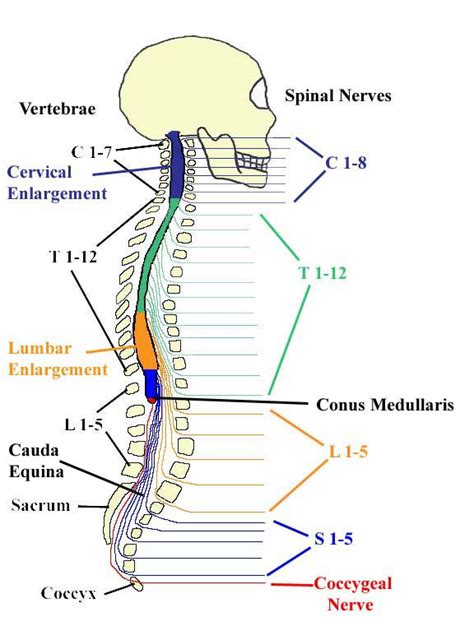 Module Spinal Cord And Spinal Nerve 4 Of 14