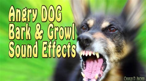 Dog sounds free mp3 download. Angry Dog Bark Angry Dog Growl Sound Effects Best Quality NEW 2016 - YouTube