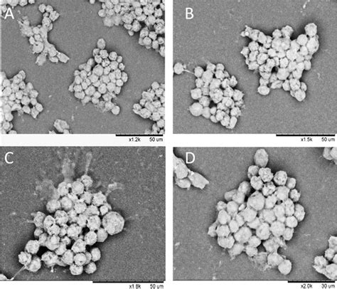 Sem Images Of A Sample Of Hacat Cell Clusteroids After Being Removed