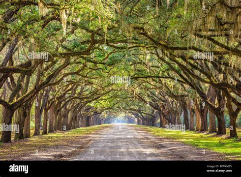 Savannah Georgia Usa Historic Oak Tree Lined Dirt Road Stock Photo