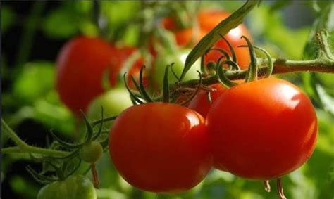 Lengkap Inilah Langkah Langkah Budidaya Tomat