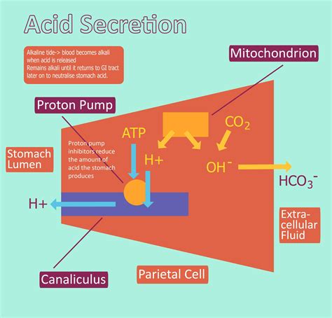 Gastric Acid Production Regulation Ppi Teachmephysiology