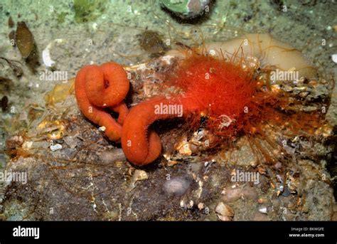 Polychaete Worm Hi Res Stock Photography And Images Alamy