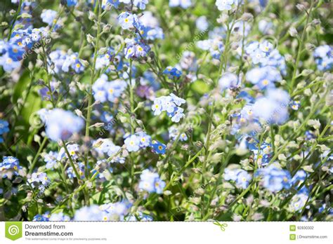 Little Blue Flower Stock Photo Image Of Flower Flora 92830302