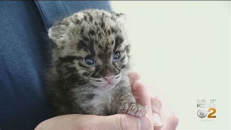 New Clouded Leopard Cub At Pittsburgh Zoo Gets New Companion Youtube