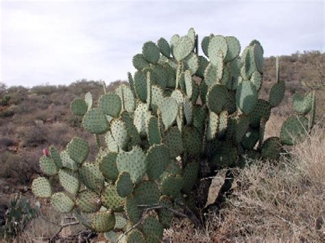 Prickly Pear Cacti In The Sonoran Desert