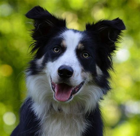 Border Collie Haustiere