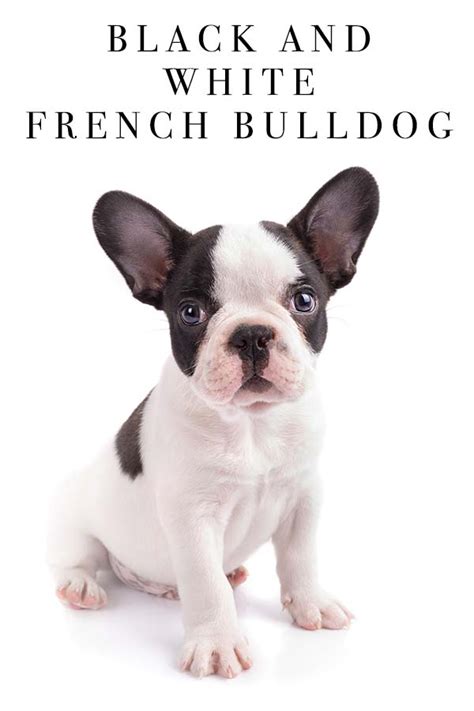 Top 10 French Bulldog Black Spots On Skin You Need To Know