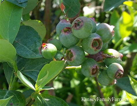Blueberry Plants For Sale Georgia Rabbiteye Bushes