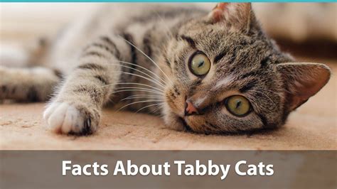 Did You Know Tabby Cats Are The Most Common Type Of Kitty In The