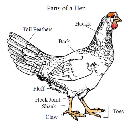 External Anatomy Of Chickens Small And Backyard Poultry