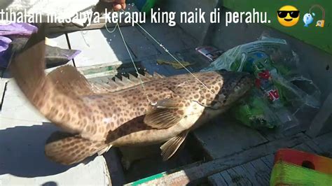 Harga ikan kerapu juga cukup tinggi karena mengandung gizi yang lengkap. Ikan kerapu king di muara perbatasan Malaysia. - YouTube