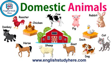 Domestic Animals Names In English English Study Here