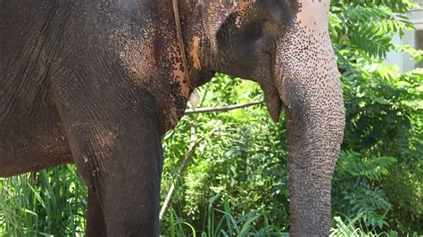 Real Sri Lankan Elephant In The Field Traditional Perahara Season In