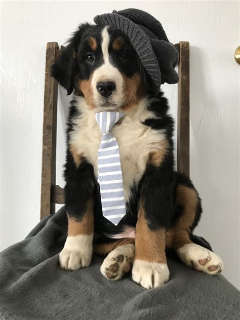 Bernese Mountain Dog Puppies For Sale Walnut Creek Oh