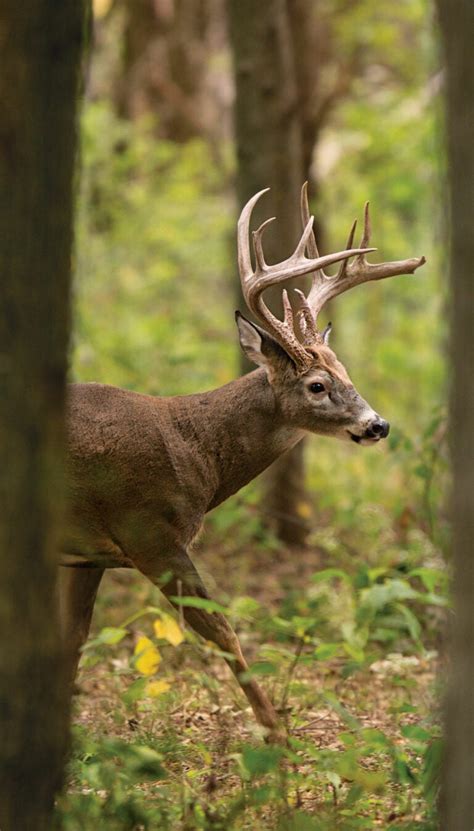 Early Season Whitetail Tactics Field And Stream