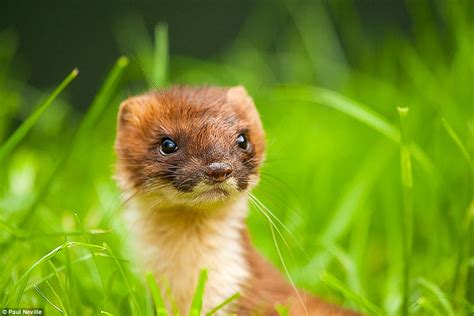 Otters And Science News Best Of British Wildlife