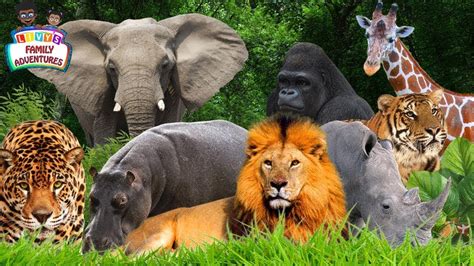 Learning Jungle Animals Jungle Animals Names And Sounds Youtube