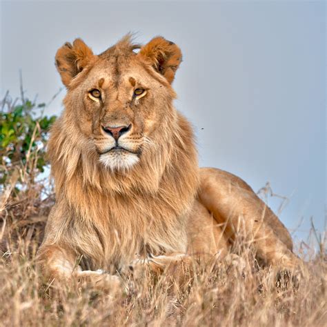 Male Lion | A mature Male Lion, banished from his pride sitt… | Flickr