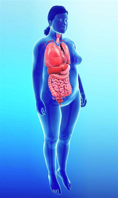 Find the perfect internal organs stock. Illustration Of Woman\'S Internal Organs / Back in the ...