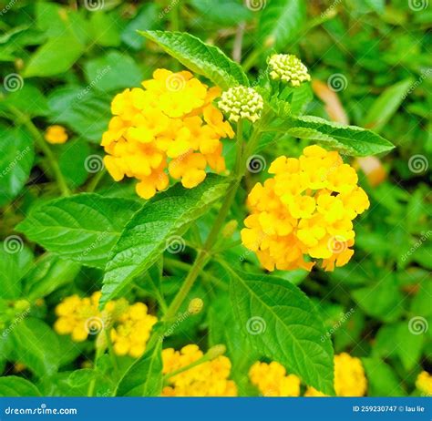 Lantana Camara Flower Or Chicken Dung Flower Stock Image Image Of
