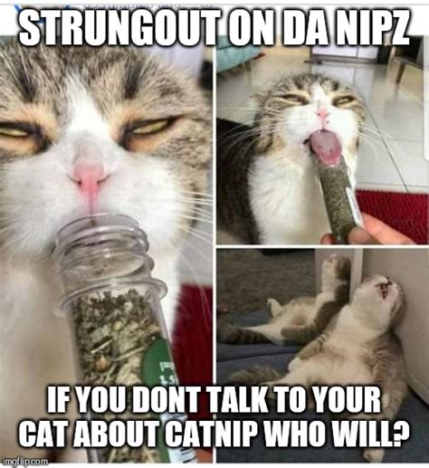 Cats Memes And S Imgflip