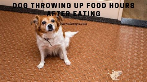 Dog Throwing Up Food Hours After Eating 9 Clear Reasons