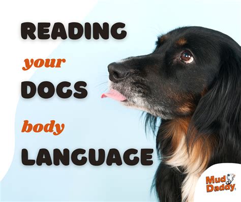 The Ultimate Guide To Reading Your Dogs Body Language — Uk