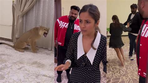 Shehnaaz Gill Screams Seeing Lion Cub In Room Fans Call It So Cute