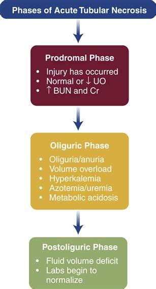 Acute Tubular Necrosis Phases