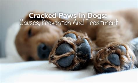 Cracked Paws In Dogs Causes Prevention And Treatment Zuki