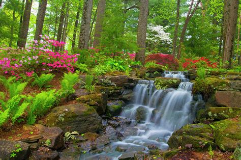 Waterfall With Spring Flowers In A Woodland Scene Azalea Walk Re